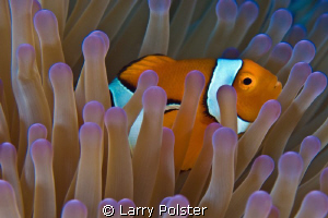 Nemo, home with his beautiful Anemone  D300 - 60 mm by Larry Polster 